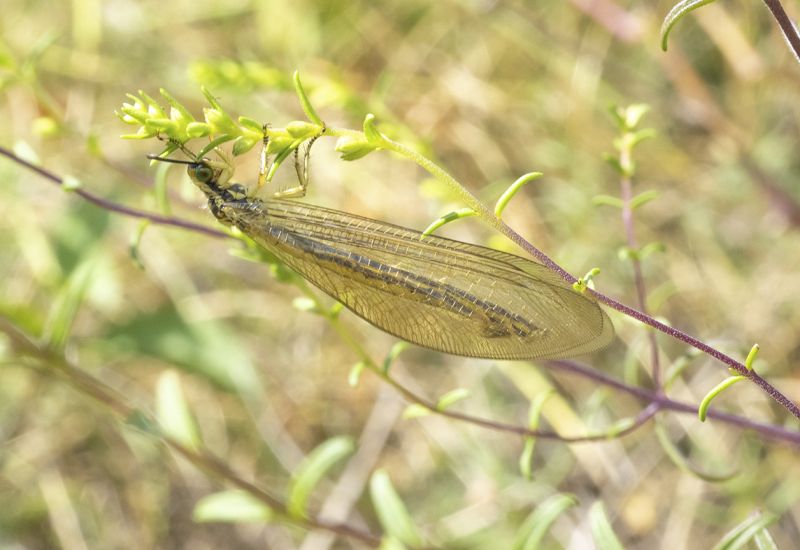 Myrmeleontidae: Myrmecaelurus trigrammus